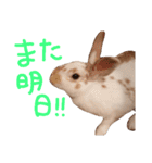 うちのうさぎさんスタンプ（個別スタンプ：12）