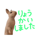 うちのうさぎさんスタンプ（個別スタンプ：15）