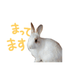 うちのうさぎさんスタンプ（個別スタンプ：16）