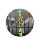 うちのうさぎさんスタンプ（個別スタンプ：17）