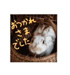 うちのうさぎさんスタンプ（個別スタンプ：18）