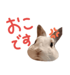 うちのうさぎさんスタンプ（個別スタンプ：19）