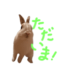 うちのうさぎさんスタンプ（個別スタンプ：24）