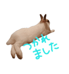 うちのうさぎさんスタンプ（個別スタンプ：30）