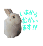 うちのうさぎさんスタンプ（個別スタンプ：33）