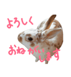 うちのうさぎさんスタンプ（個別スタンプ：34）