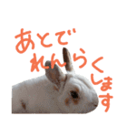 うちのうさぎさんスタンプ（個別スタンプ：39）