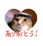 ころまる2(猫)（個別スタンプ：1）