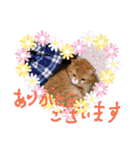 ころまる2(猫)（個別スタンプ：3）