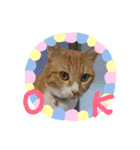 ころまる2(猫)（個別スタンプ：5）