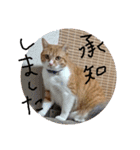 ころまる2(猫)（個別スタンプ：6）