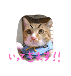 ころまる2(猫)（個別スタンプ：7）