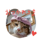 ころまる2(猫)（個別スタンプ：9）