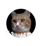 ころまる2(猫)（個別スタンプ：11）