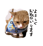 ころまる2(猫)（個別スタンプ：12）