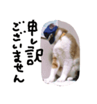 ころまる2(猫)（個別スタンプ：13）