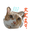 ころまる2(猫)（個別スタンプ：14）