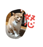 ころまる2(猫)（個別スタンプ：15）