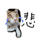 ころまる2(猫)（個別スタンプ：16）