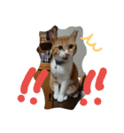 ころまる2(猫)（個別スタンプ：17）