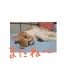 ころまる2(猫)（個別スタンプ：18）