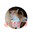 ころまる2(猫)（個別スタンプ：20）