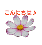 花の気持ち。（個別スタンプ：18）