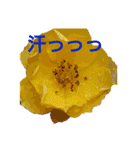 花の気持ち。（個別スタンプ：21）