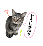 佐々木家の猫たち＆るっちゃん（個別スタンプ：3）