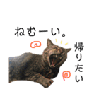佐々木家の猫たち＆るっちゃん（個別スタンプ：5）