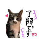 佐々木家の猫たち＆るっちゃん（個別スタンプ：11）