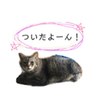 佐々木家の猫たち＆るっちゃん（個別スタンプ：14）
