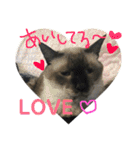 佐々木家の猫たち＆るっちゃん（個別スタンプ：17）