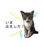 佐々木家の猫たち＆るっちゃん（個別スタンプ：18）