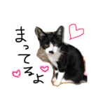 佐々木家の猫たち＆るっちゃん（個別スタンプ：19）