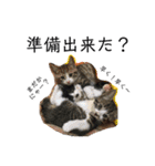 佐々木家の猫たち＆るっちゃん（個別スタンプ：20）