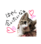 佐々木家の猫たち＆るっちゃん（個別スタンプ：21）