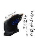 佐々木家の猫たち＆るっちゃん（個別スタンプ：24）