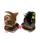 みんくとみかん2（個別スタンプ：8）