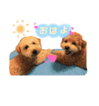 まろん♡ころん（個別スタンプ：1）