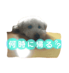 まろん♡ころん（個別スタンプ：10）