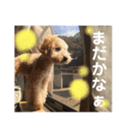 まろん♡ころん（個別スタンプ：13）