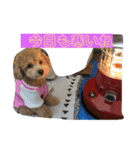 マロコロスタンプ（個別スタンプ：2）