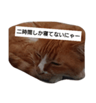 nyachan likes seaweed（個別スタンプ：3）