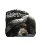 シェラ（個別スタンプ：2）
