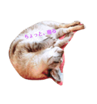 にゃんこのゆるゆる日常（個別スタンプ：2）