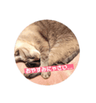にゃんこのゆるゆる日常（個別スタンプ：8）