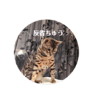 にゃんこのゆるゆる日常（個別スタンプ：13）