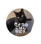 にゃんこのゆるゆる日常（個別スタンプ：16）