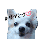 リッキースタンプです！（個別スタンプ：2）